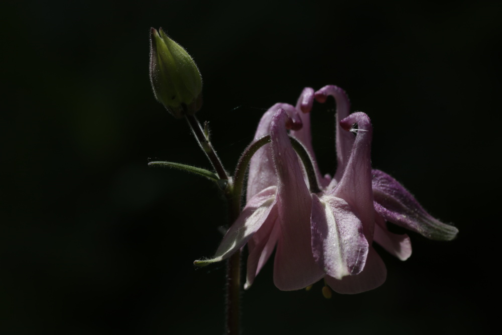 Aquilegia