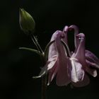 Aquilegia