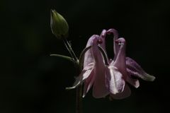 Aquilegia