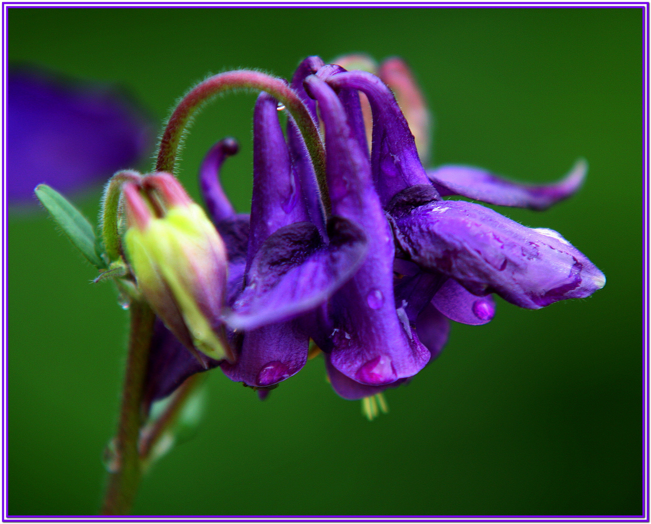 Aquilegia.