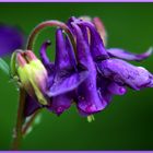 Aquilegia.