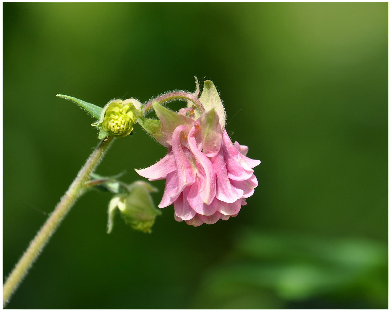 Aquilegia