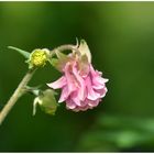 Aquilegia