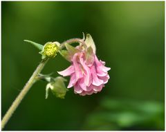 Aquilegia