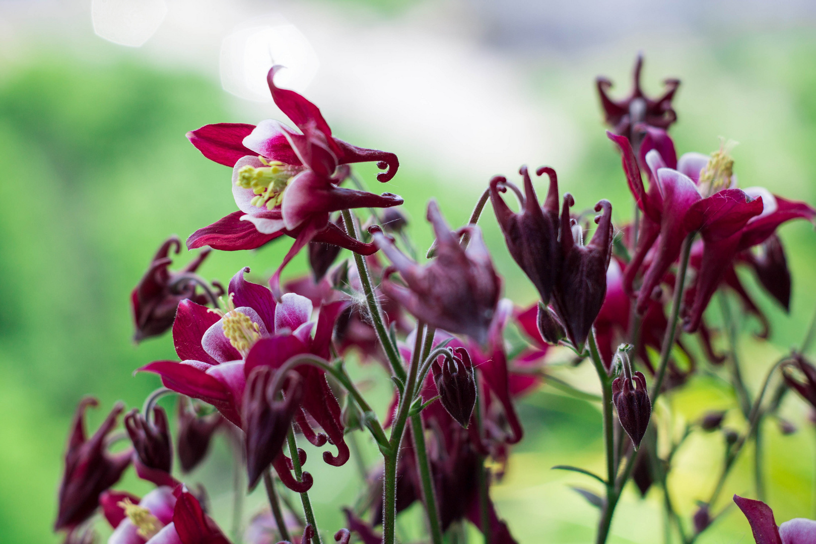 Aquilegia 1