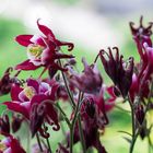 Aquilegia 1