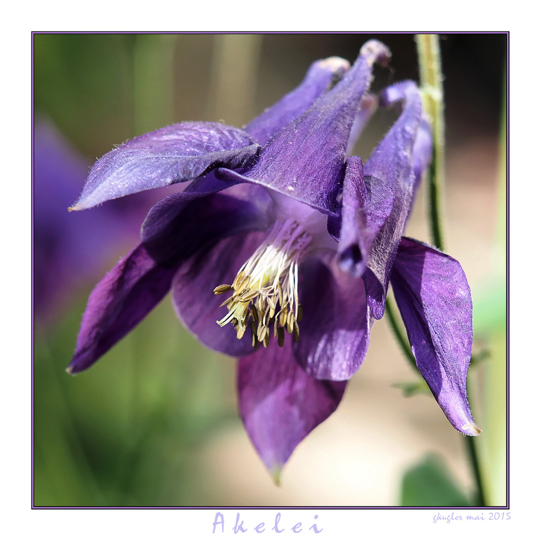 Aquilegia