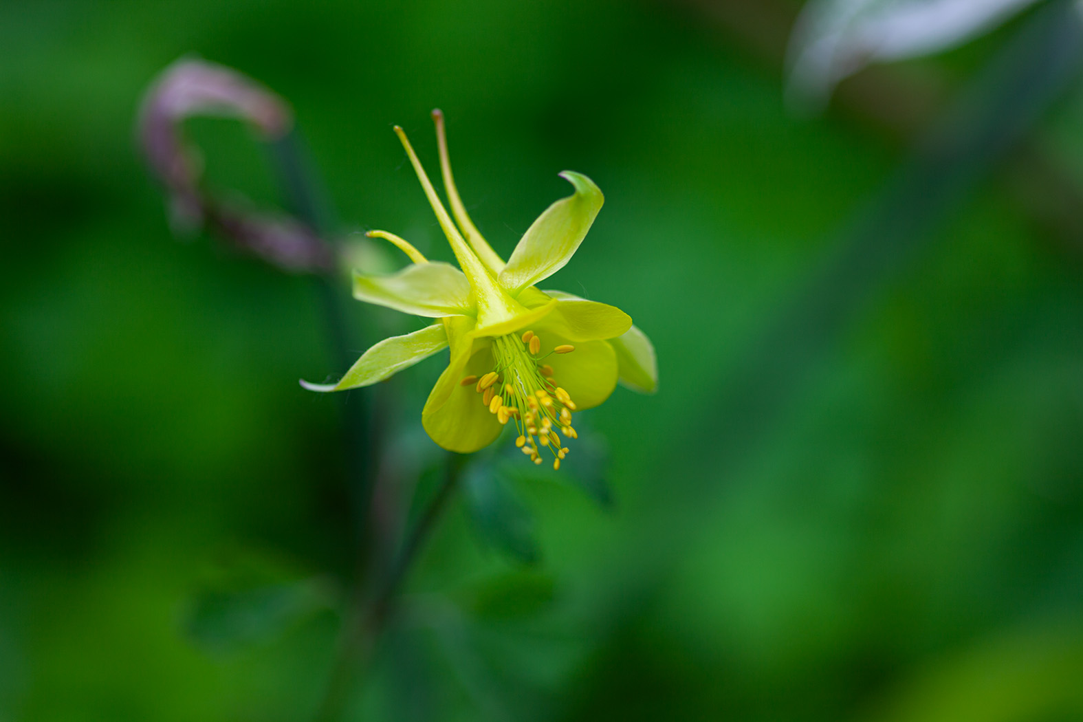 Aquilegia