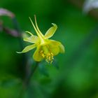 Aquilegia