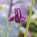 aquilegia