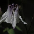 Aquilegia