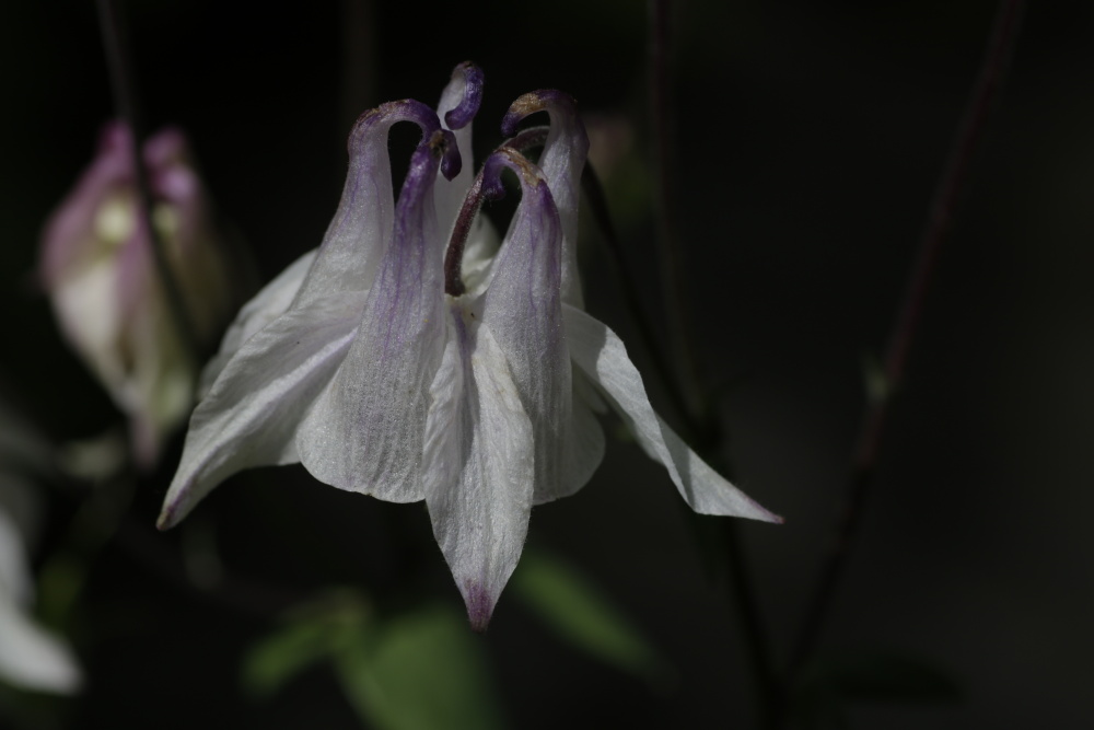 Aquilegia