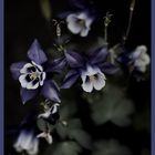 Aquilegia