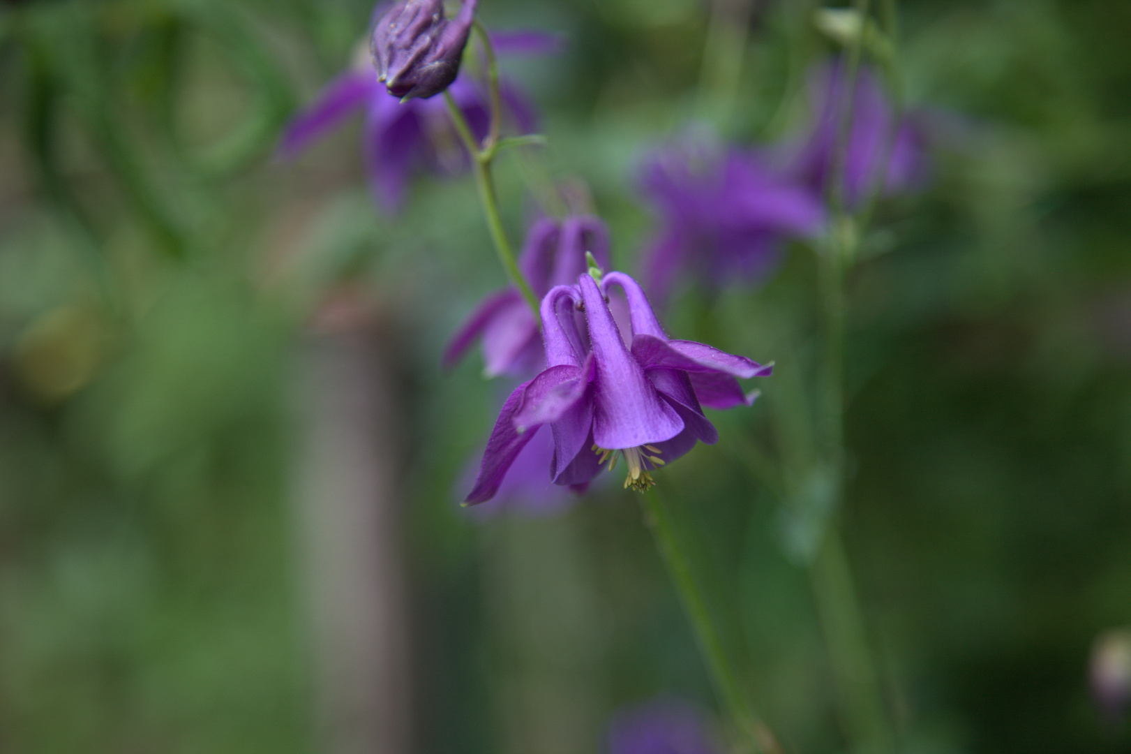 aquilegia