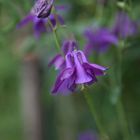 aquilegia