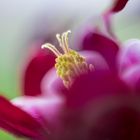 Aquilegia 4