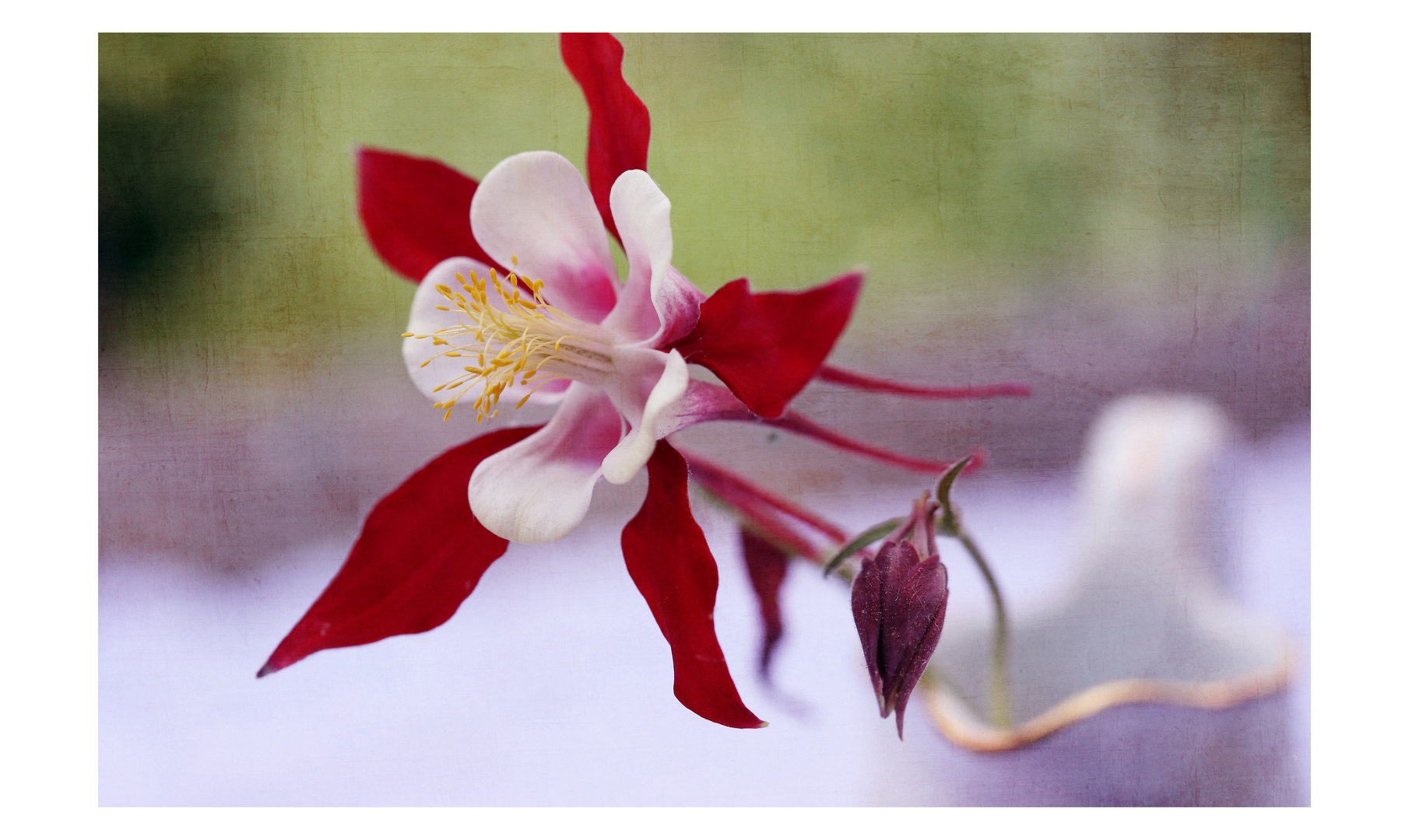 Aquilegia