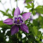 Aquilegia 5