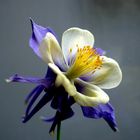 Aquilegia