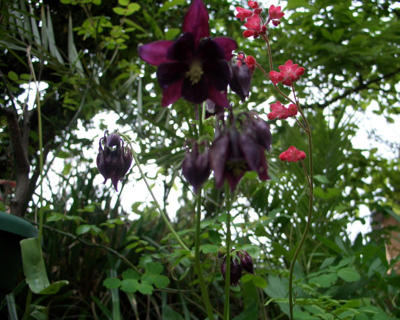 Aquilegia