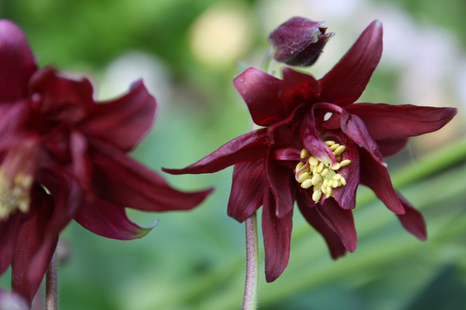 Aquilegia