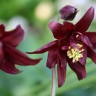 Aquilegia