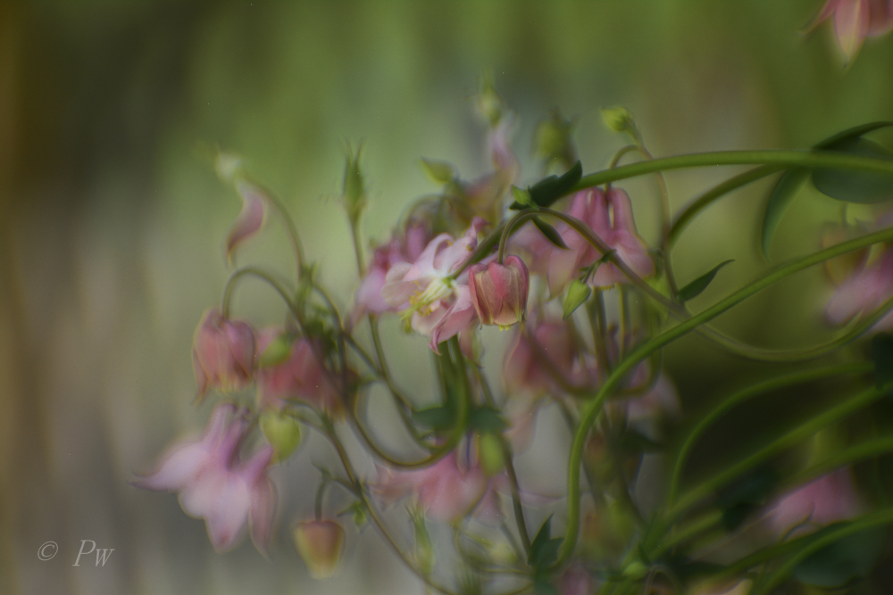 Aquilegia