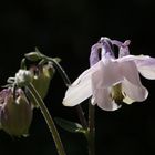 Aquilegia