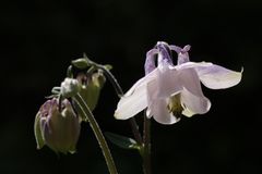 Aquilegia