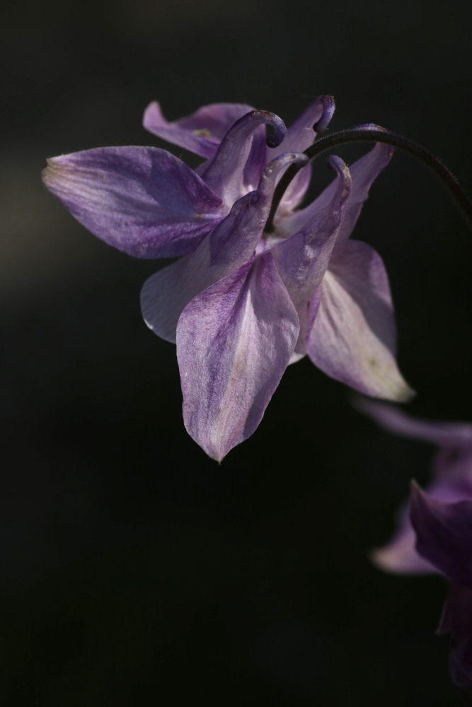 Aquilegia