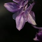 Aquilegia