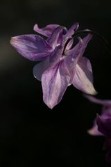 Aquilegia