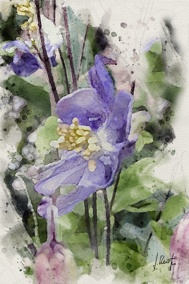 "Aquilegia"