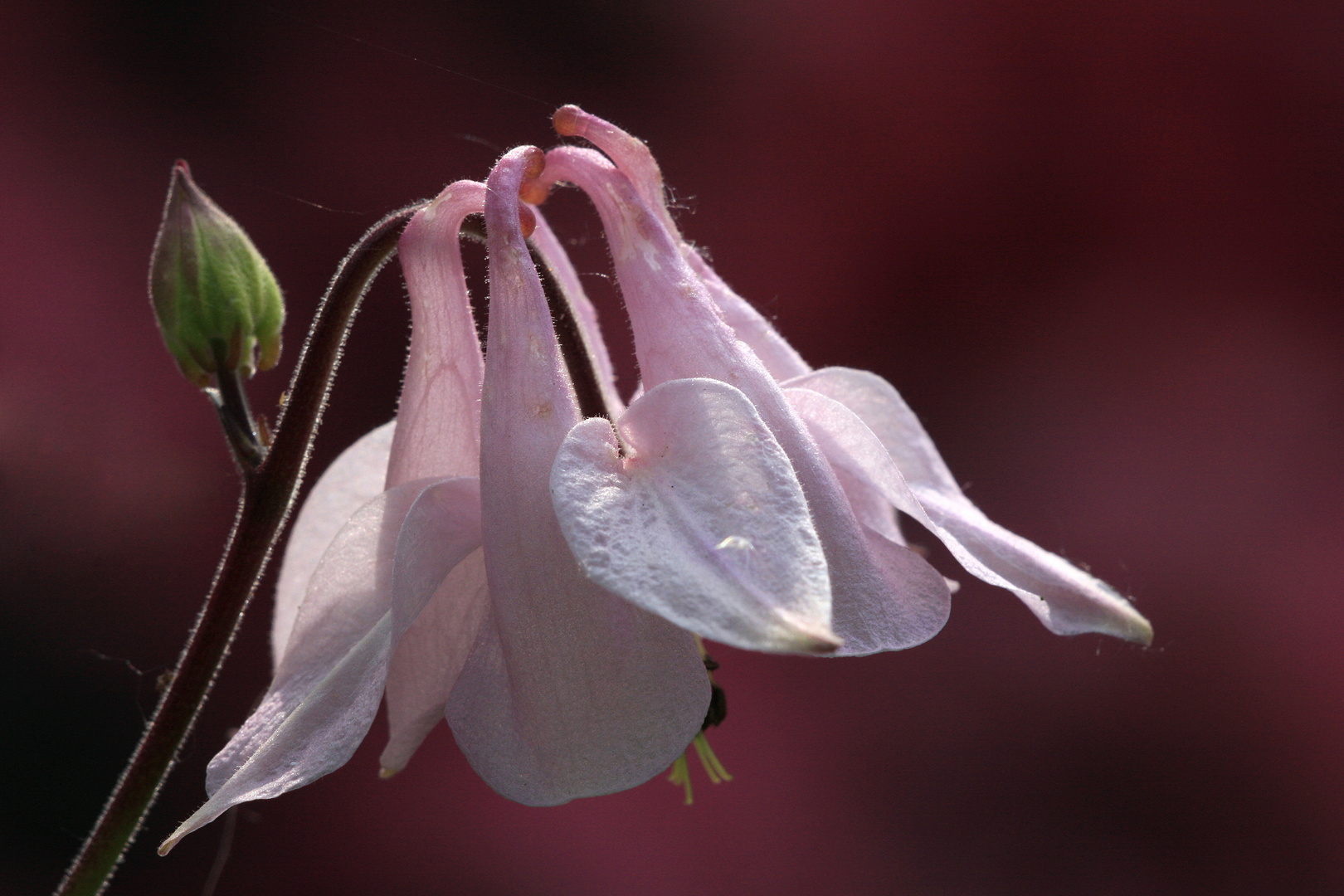 Aquilegia