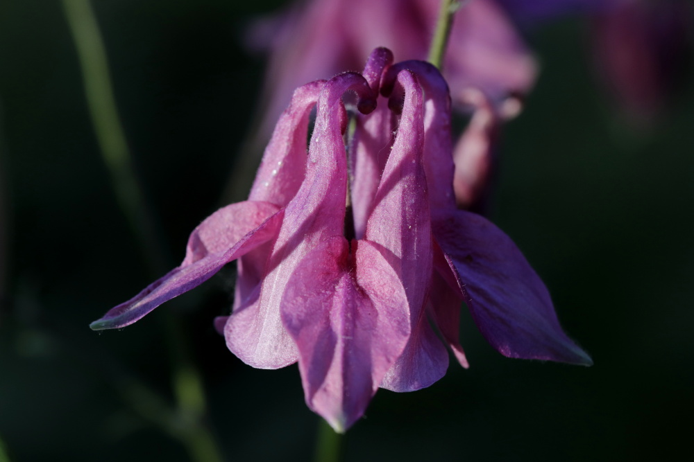 Aquilegia