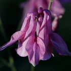 Aquilegia