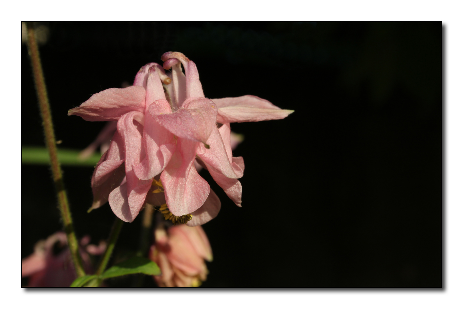 Aquilegia