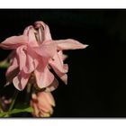 Aquilegia