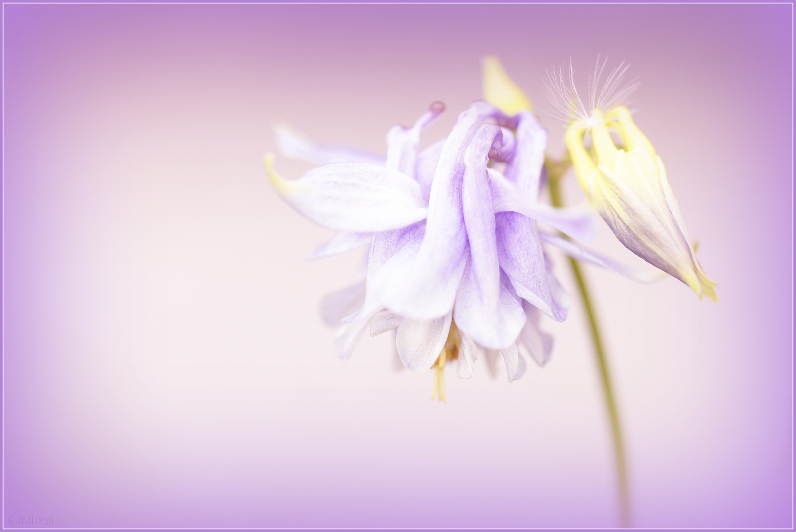 ***   AQUILEGIA   ***