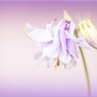 ***   AQUILEGIA   ***