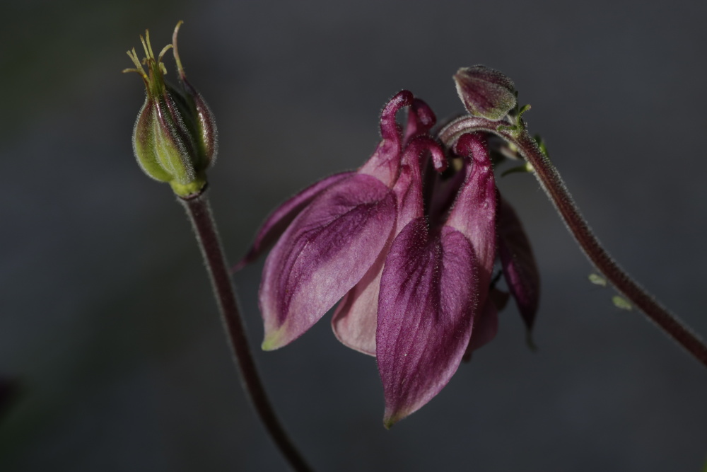 Aquilegia