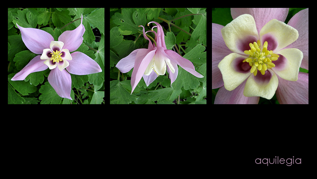 . aquilegia .