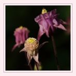 Aquilegia - Akelei