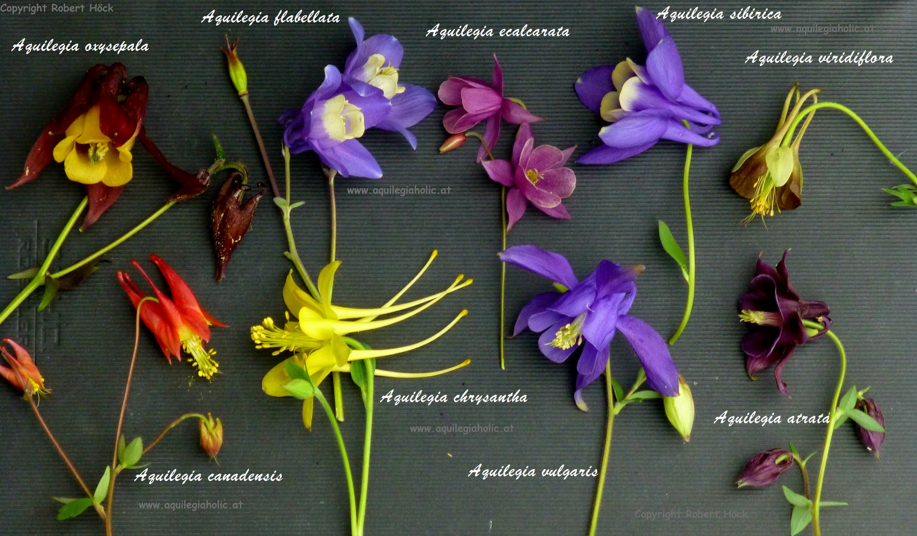 Aquilegia, Akelei, Ancolie, Columbine, Arten, Wildformen, Species, Amerika, Asien Europa