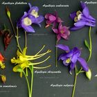 Aquilegia, Akelei, Ancolie, Columbine, Arten, Wildformen, Species, Amerika, Asien Europa