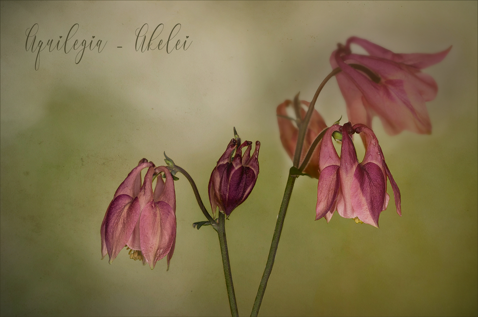 Aquilegia - Akelei...