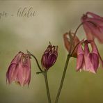 Aquilegia - Akelei...