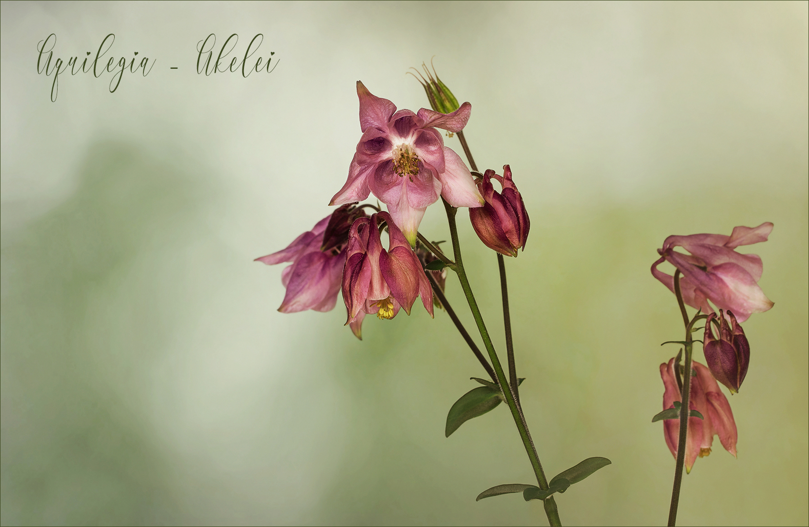 Aquilegia ~ Akelei...