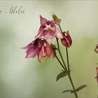 Aquilegia ~ Akelei...