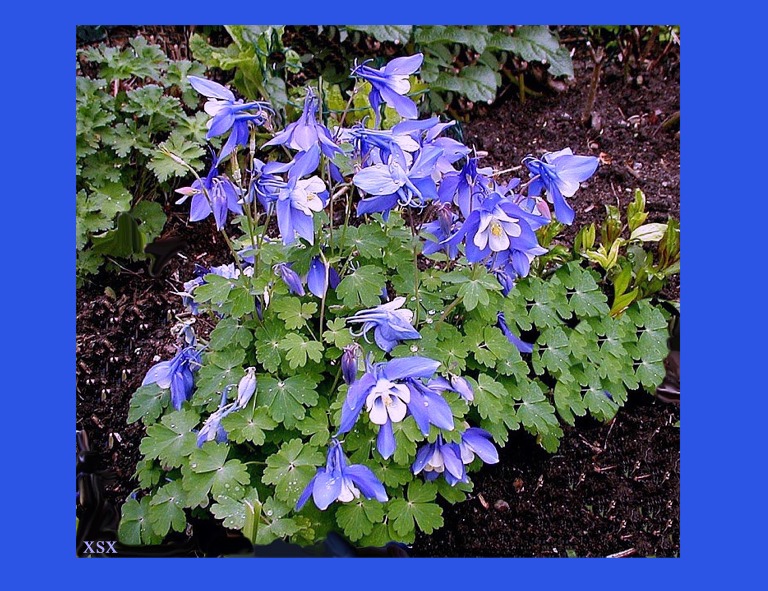 Aquilegia alpina